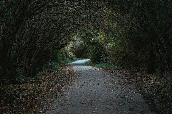 Photo Enchanted Forest